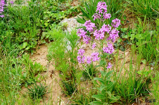 北香花芥