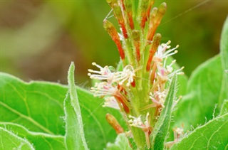 小花山桃草