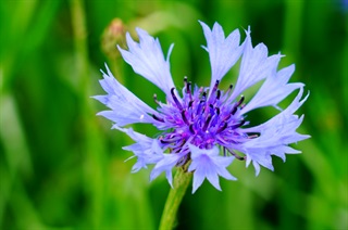 蓝花矢车菊