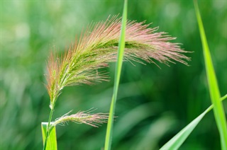 长芒稗