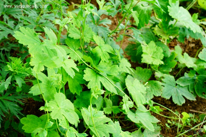 两色乌头_植物百科_燕雀草