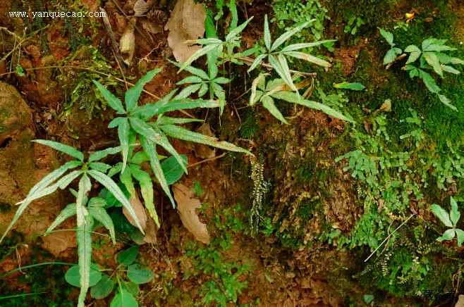 井栏边草