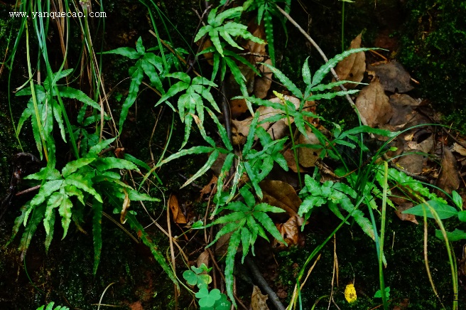 井栏边草