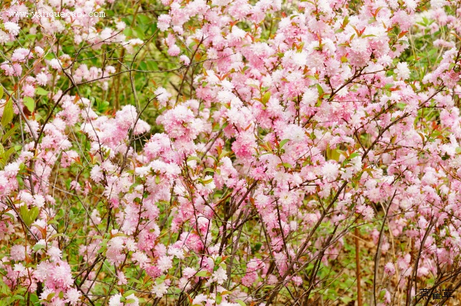 粉花重瓣麦李