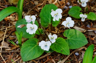 西山堇菜