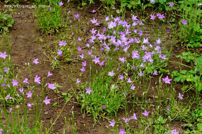 聚花风铃草