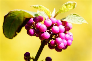 杂种紫珠