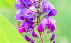 紫一叶豆