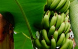 香蕉的功效与作用及吃香蕉的好处