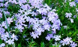 花荵科