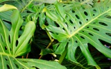 龟背竹的养殖方法