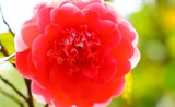 咏蜀茶花