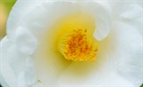茶花