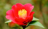 茶花