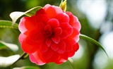 胡季和送江梅山茶来