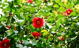 白山茶杂花
