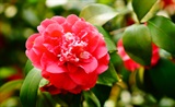 山茶