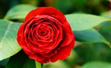 梅花山茶