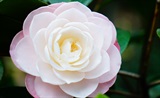 山茶花