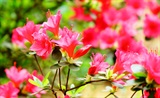 宣城见杜鹃花
