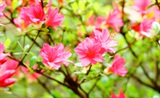 杜鹃花