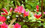 杜鹃花漫兴