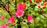 送杜鹃花