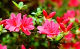 杜鹃花