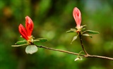 杜鹃花词