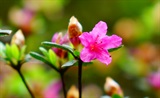 晓行道旁杜鹃花