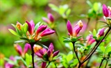 杜鹃花