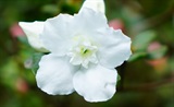 白杜鹃花