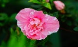 杜鹃花