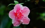 杜鹃花