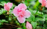 杜鹃花