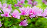 杜鹃花