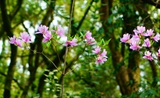 山杜鹃花