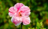 杜鹃花
