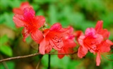 杜鹃花