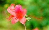 杜鹃花