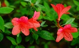 杜鹃花