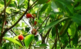 食荔枝