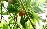 食杨梅