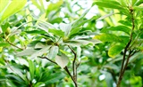 食杨梅荔枝思去年