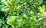 谢惠杨梅