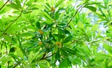 项里观杨梅