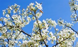 东栏梨花