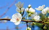 梨花