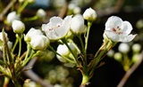 梨花