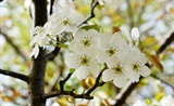 梨花